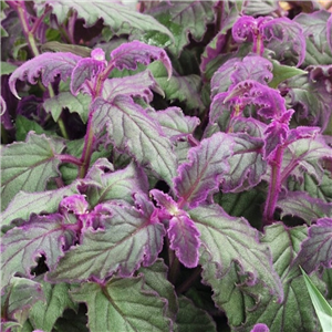 Gynura Aurantiaca 'Purple Passion'